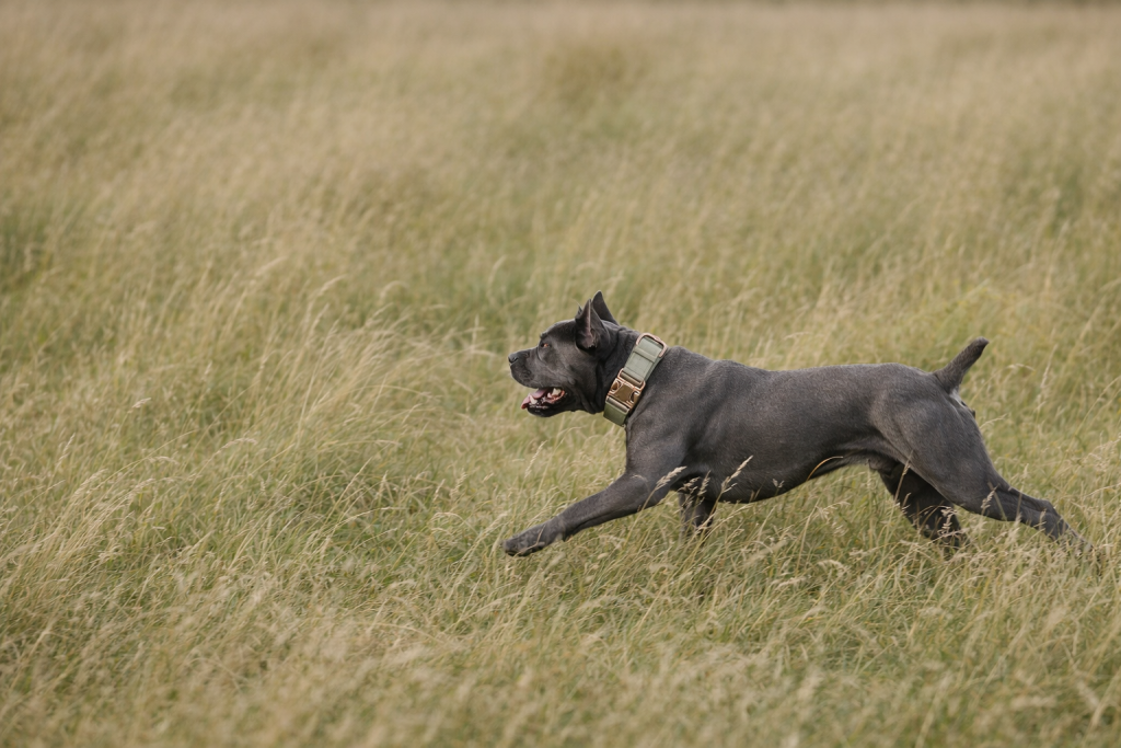 Tethered Wild - Where instinct meets intention